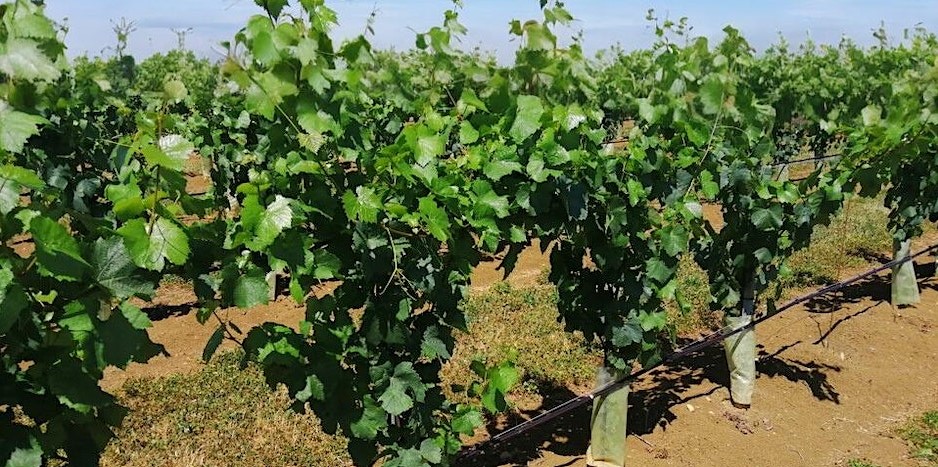 Pieds de vigne dans un vignoble par temps sec